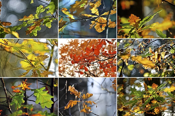 Autumn kaleidoscope in an oak grove - My, The photo, Autumn, Autumn leaves, Nature, Forest, Nikon d90, Longpost