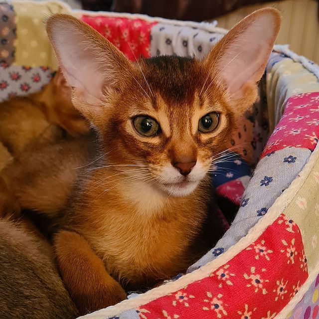 cute eared - Milota, Kittens, cat, Abyssinian cat, Ears