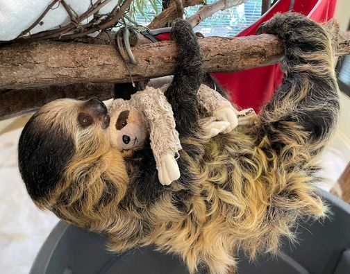 Pregnant female sloth hugs a toy and prepares for motherhood - Sloth, Pregnancy, Soft toy, Mammals, USA, Cincinnati, Zoo, The national geographic, , Animals, Longpost