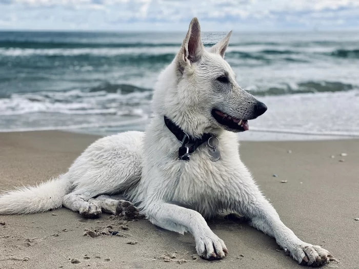 Marine girlfriend - My, Sea, Mobile photography, White swiss shepherd, Dog