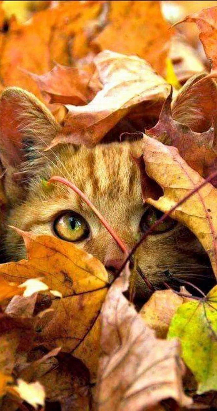 Autumn leaves... - cat, Autumn, Foliage, Autumn leaves
