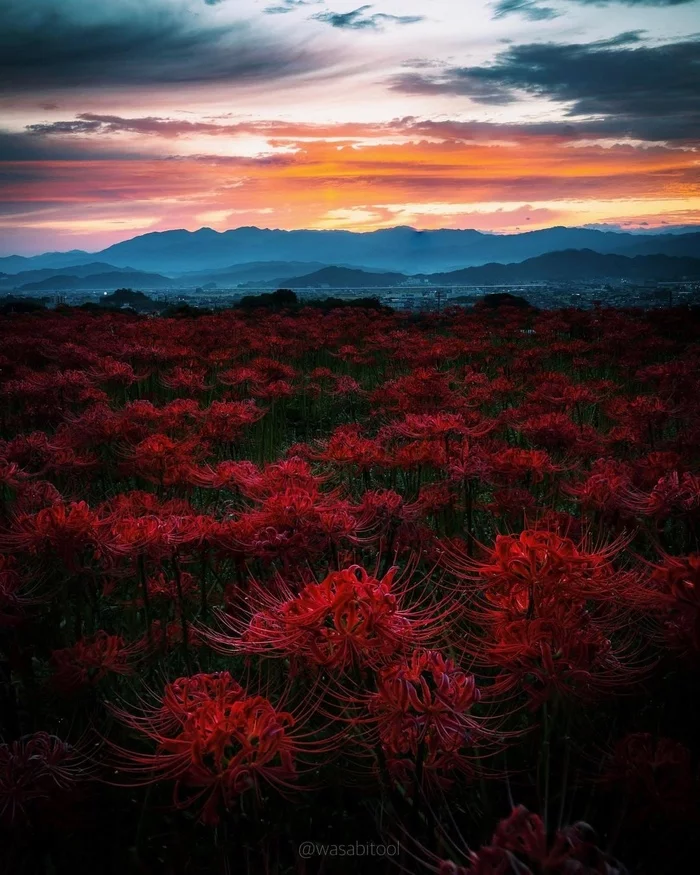 Nara Prefecture || - Japan, Field, View