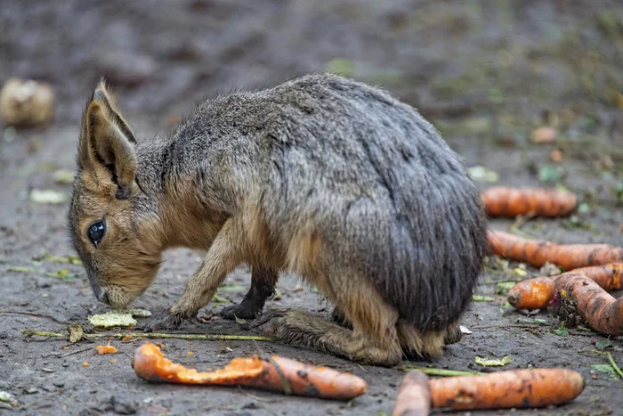 Mara - Rodents, Wild animals, Zoo, The photo