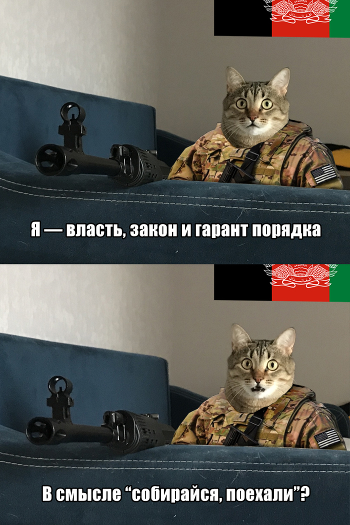 1631009773137719214 Как перевести кошку в сша