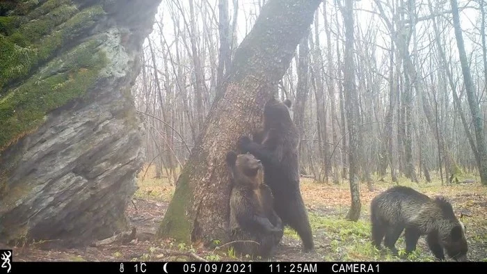 And why did the bears like this particular tree so much? - The Bears, Wild animals, Predatory animals, Interesting, Tree, Tiger Center, Дальний Восток, Video