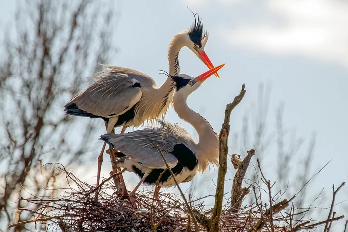 Spring in the heron colony - Heron, Birds, Mating games, Wild animals, The national geographic, The photo, Animals, Nesting, , Spring, wildlife, beauty of nature