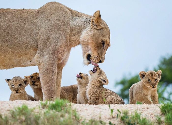 licks - Lioness, Lion cubs, a lion, Big cats, Cat family, Predatory animals, Wild animals, wildlife, , South Africa, The photo, Milota, Young, Kruger National Park