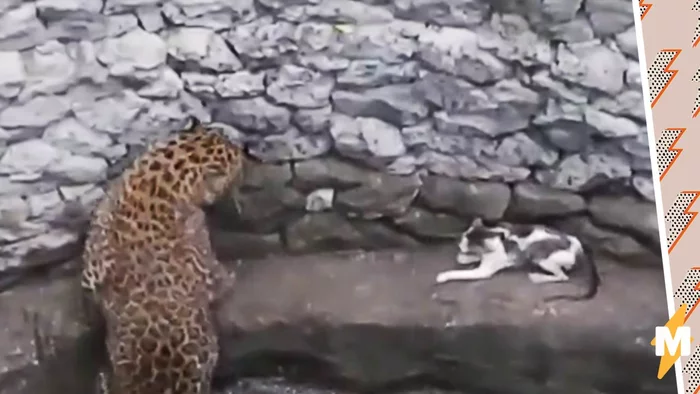 To the madness of the brave we sing a song!... - Leopard, Big cats, Small cats, Well, Confrontation, Animals, India, Incident, , Courage, Animal Rescue, No casualties, Video, Longpost