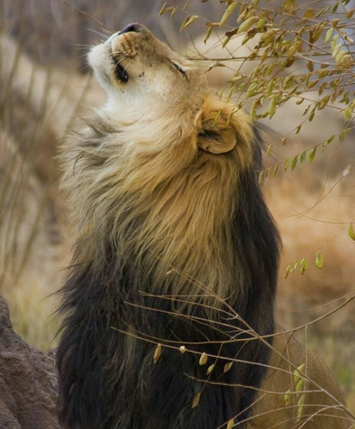 Однозначно Царь!