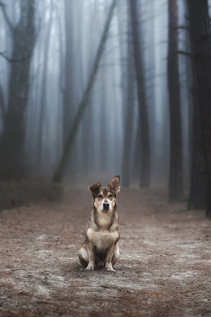 Guardian of the forest - My, Dog, Mestizo, Animalistics, The photo, Nikon D750, Cur