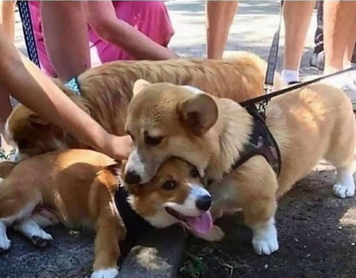 Ест, значит любит