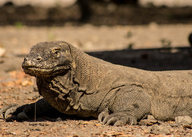 The Komodo dragon has become an endangered species - Komodo monitor lizard, Monitor lizard, Reptiles, Lizard, Animals, Wild animals, Nature, Biology, , Zoology, The science, Endangered species, Extinction, Longpost