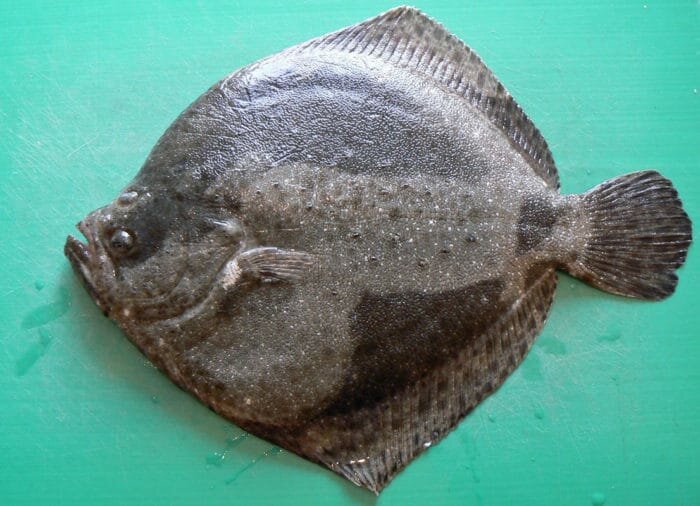 Flounder. Description, interesting facts, varieties - My, Plaice, Halibut, Kalkan, Longpost