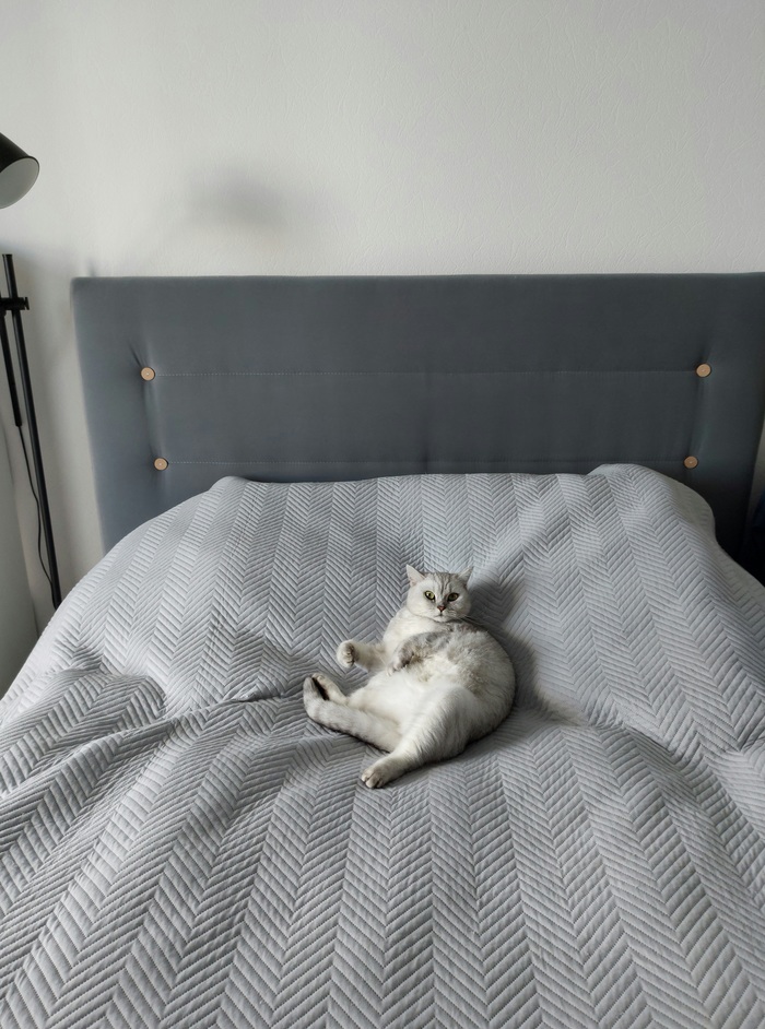 Когда в доме котриархат