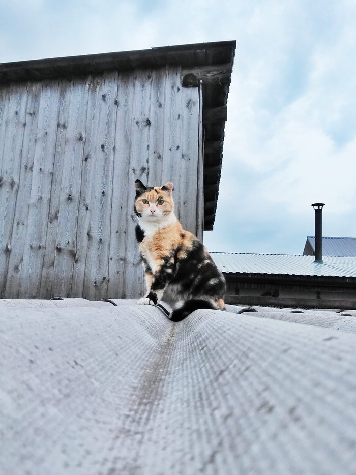 Кошка Фрося, великий уравнитель голубей