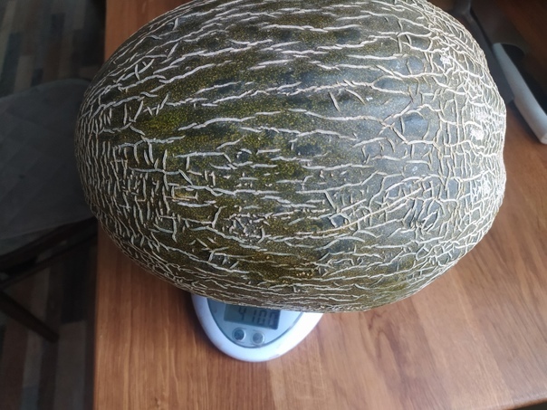 Murisonka's answer to Siberian grapes - My, Harvest, Siberia, Summer, Melon, Reply to post, Longpost