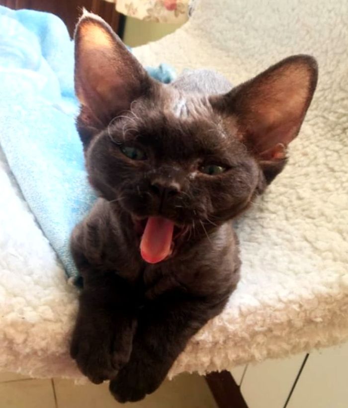 Ну не прелесть ли?