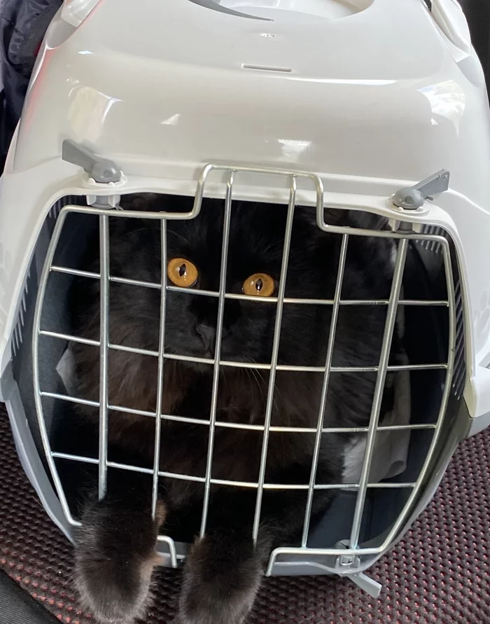 Convicted of stealing sausages! - Maine Coon, Food, Behind bars, cat