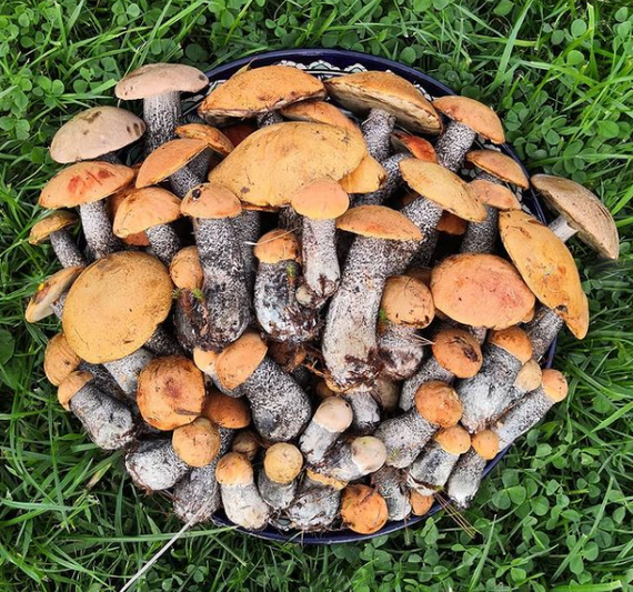 Aspen mushrooms - Boletus, Mushrooms, Autumn