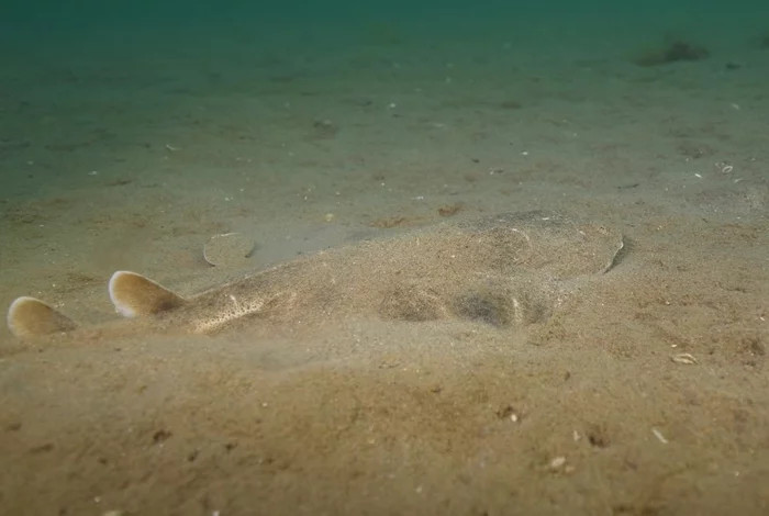 Angel shark off the coast of Wales - Shark, A fish, For the first time, Wales, Great Britain, The national geographic, Wild animals, Marine life, , Predatory animals, wildlife, Video, Longpost