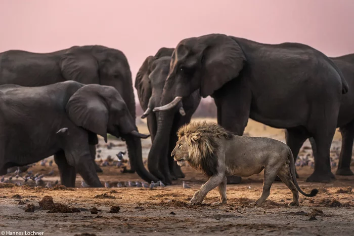 The king sneaks past the emperor - a lion, Big cats, Cat family, Predatory animals, Elephants, Wild animals, wildlife, Africa, , The photo