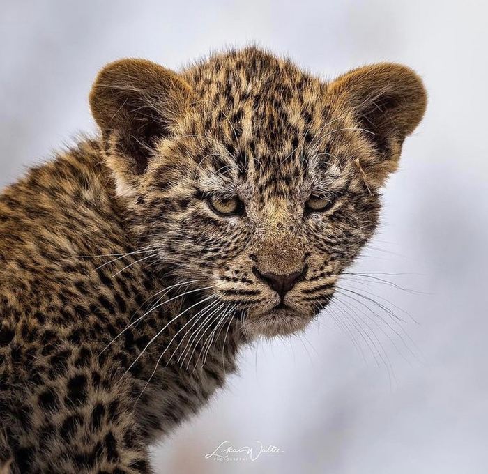 Severe kid - Leopard, Young, Big cats, Cat family, Predatory animals, Wild animals, wildlife, South Africa, , The photo