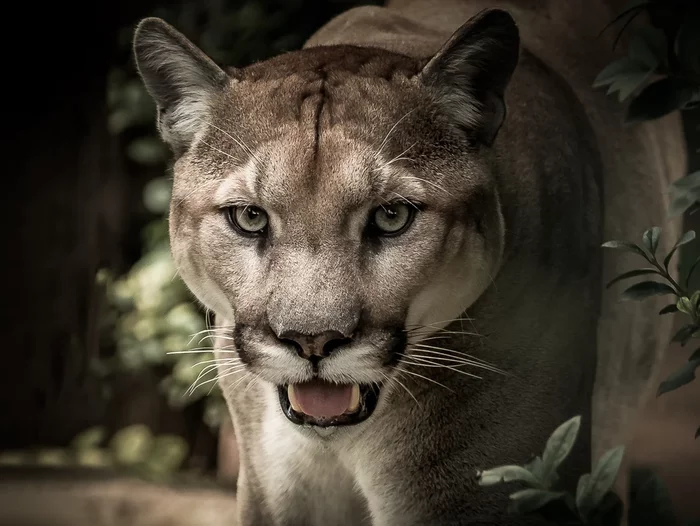 Puma is a wonderful representative of the cat family! - Puma, Animals, Nature, Biology, Zoology, Facts, Forest, Longpost, Small cats, , Cat family, Predatory animals, Wild animals, wildlife