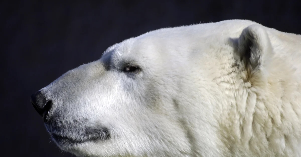 White bear. Медведь Командор Седов. Белый медведь. Белый медведь морда. Голова белого медведя.