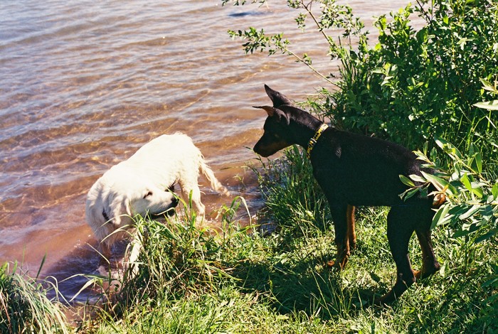 Немного плёнки Пленка, 35мм, Фотопленка, Собака, Животные, Длиннопост