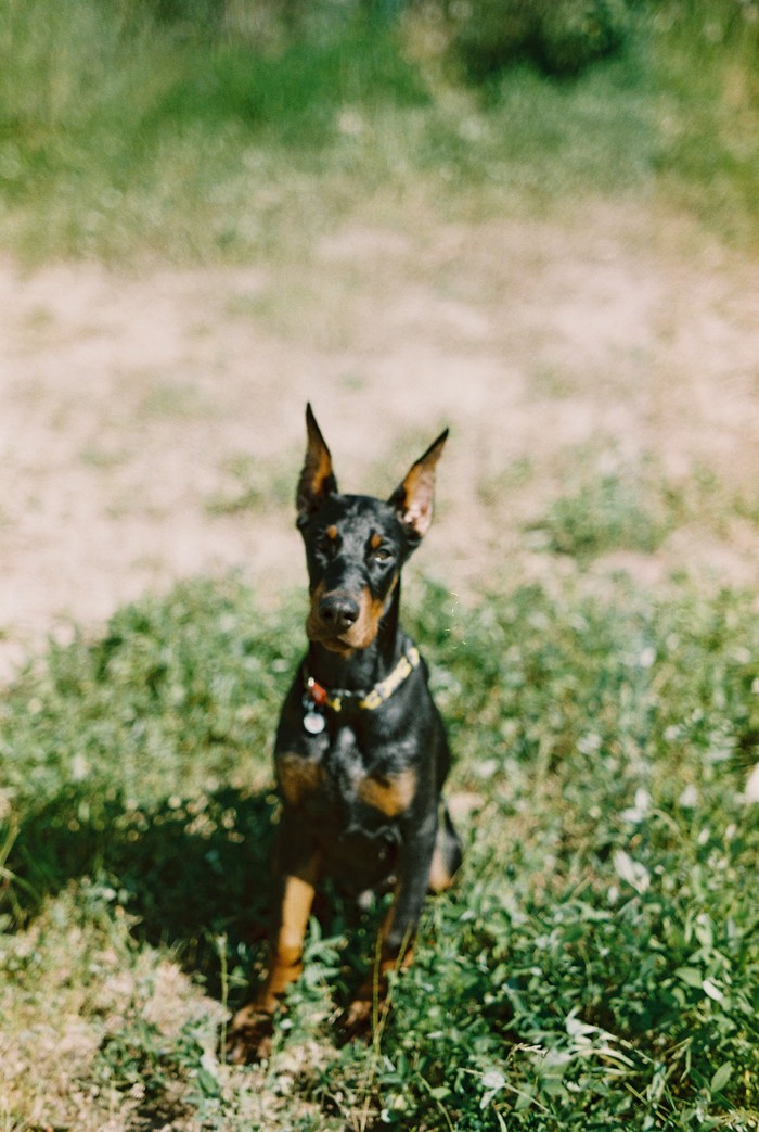 Немного плёнки Пленка, 35мм, Фотопленка, Собака, Животные, Длиннопост