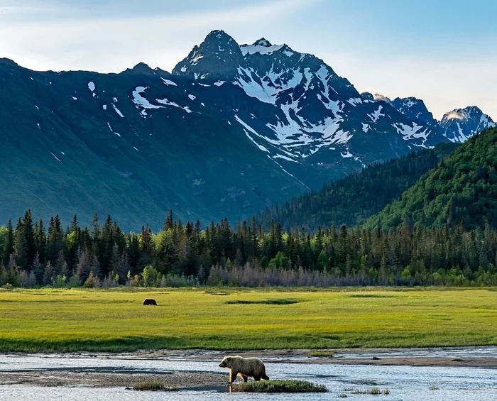 Alaska - Alaska, Nature, The mountains, The photo, River, Forest, The Bears, Animals, , Wild animals, beauty, beauty of nature, wildlife, USA