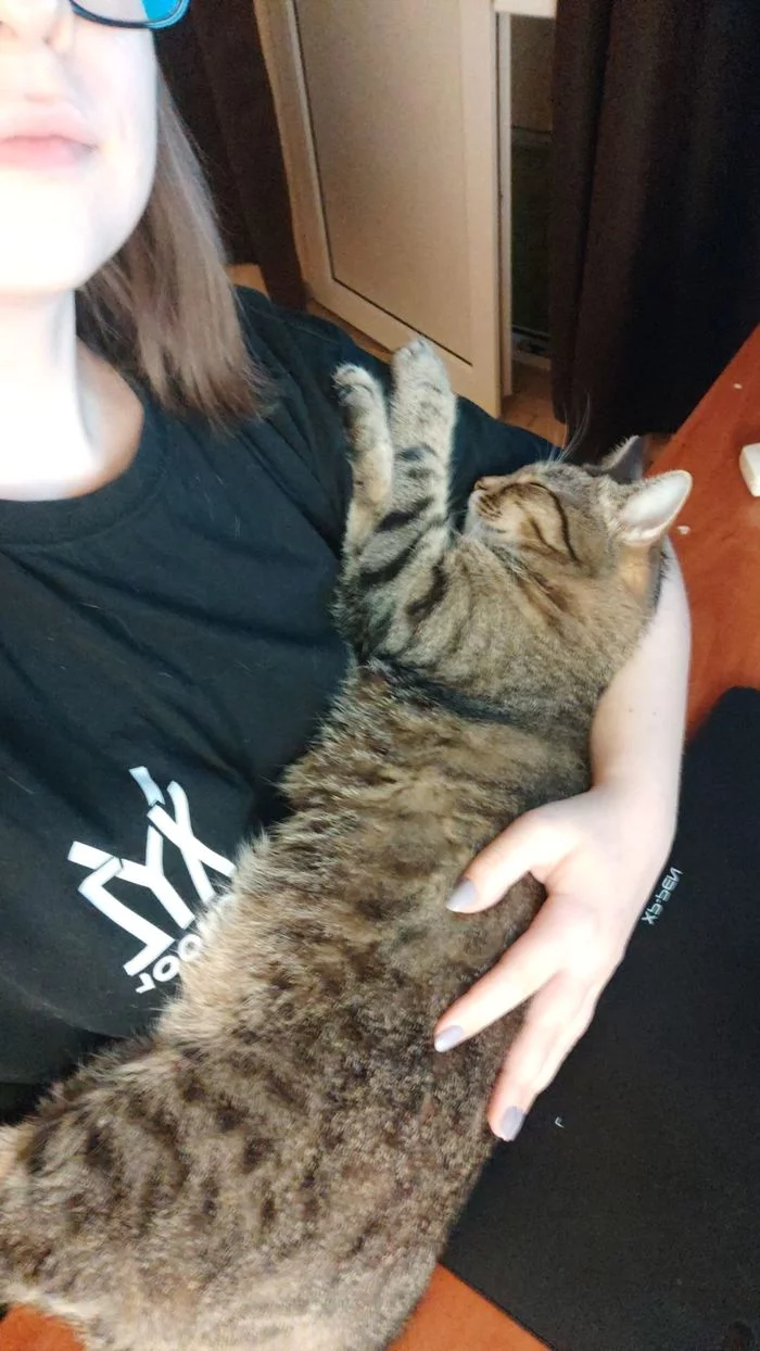 Unbearable working conditions - My, cat, Work, Video, Longpost