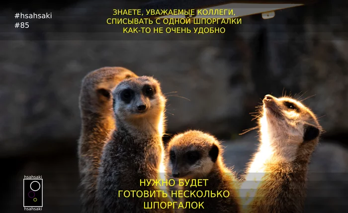 hsahsaki 85.3 student meme: Only the night before the test brings the whole group together - My, University, University, Institute, Students, Crib, Spur, Test, Independent work, , Test, Exam, Session, Cunning, Animals, Meerkat, Memes, Humor, Picture with text, Images