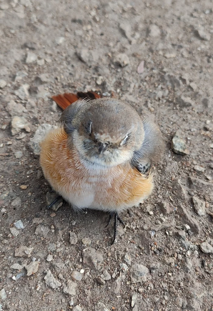 New guest at work - My, Work, Chick, Redstart, Nature, Chelyabinsk, Mobile photography, Video, Longpost, Birds