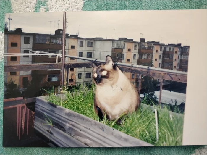 History of my cats. - My, cat, Negative, Longpost