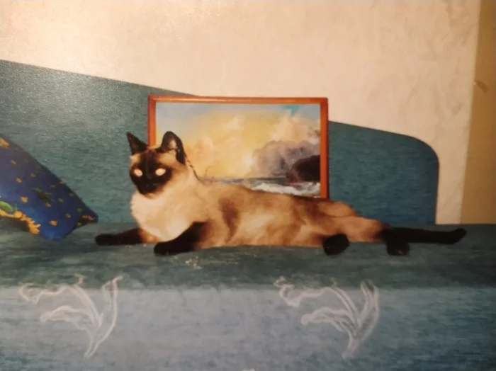 History of my cats. - My, cat, Negative, Longpost
