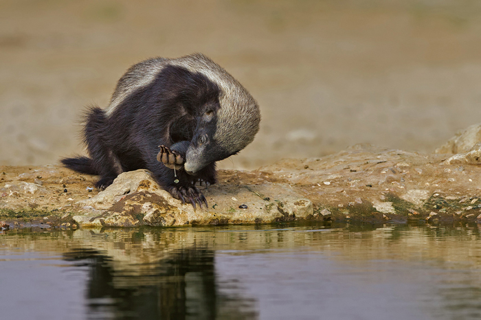 Honey badger doesn't care at all. - Honey badger, Cunyi, Predatory animals, Wild animals, wildlife, South Africa, The photo
