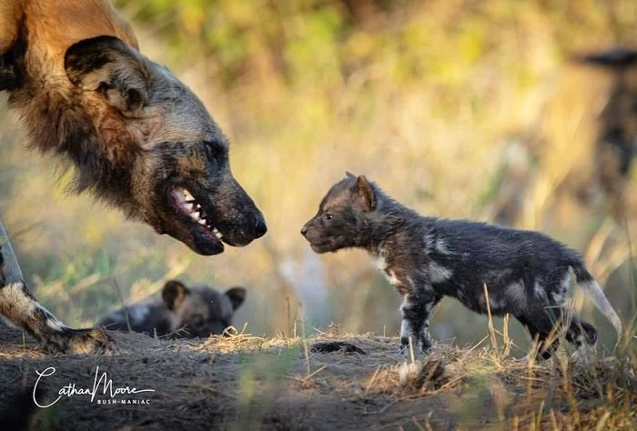 Educational conversation - Hyena dog, Canines, Predatory animals, Wild animals, wildlife, South Africa, The photo, Young