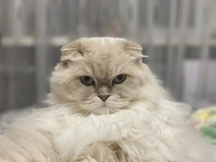 cross-eyed - My, cat, Fluffy, The bone is wide, Highland Fold, Pets, The photo, Scottish lop-eared