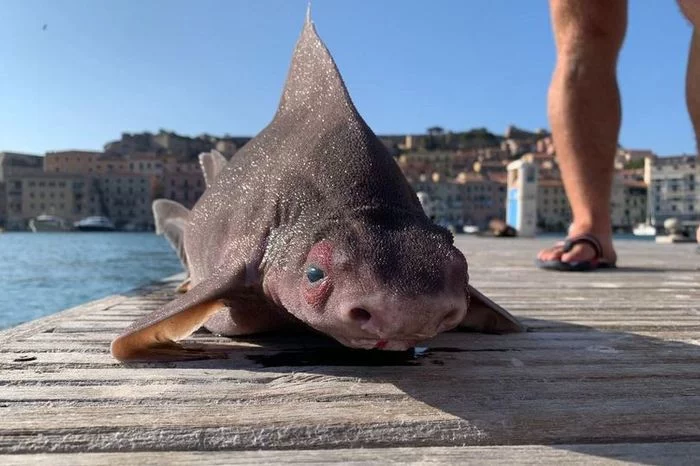 Sudden Sea Piglet - news, Oddities, Translation, Shark, Longpost