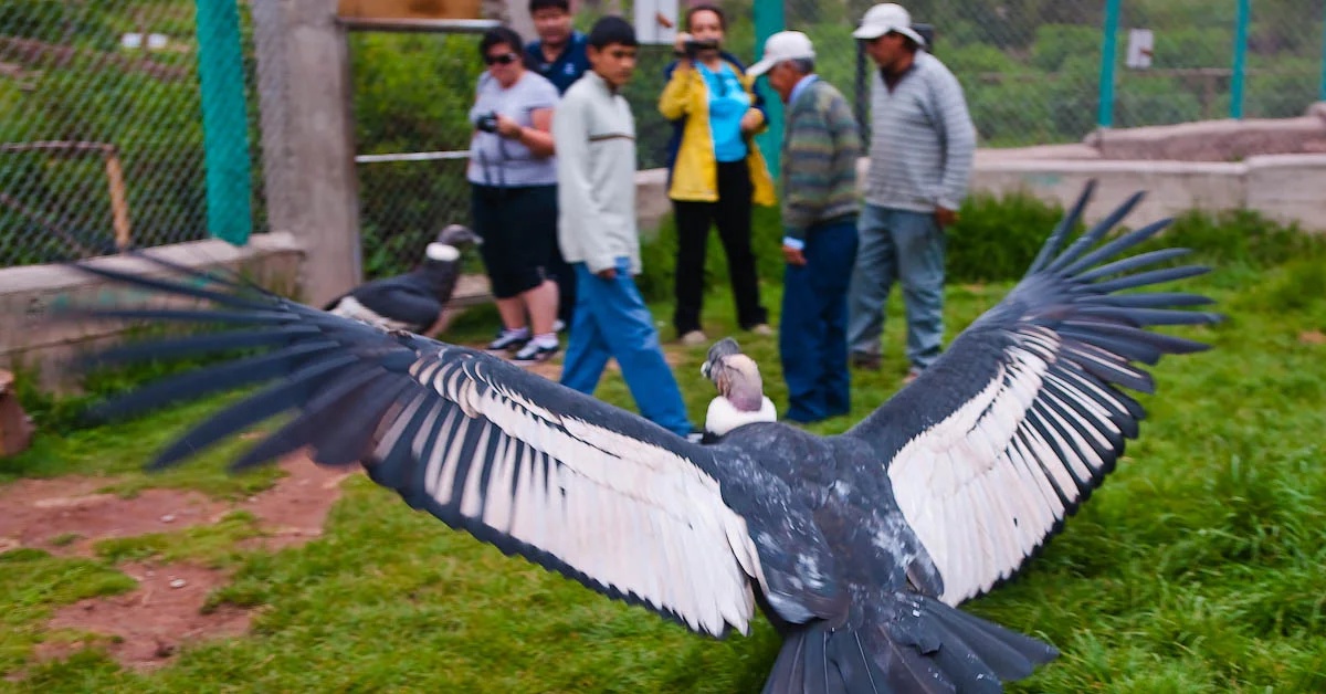 Самая крупная птица 5. Андский Кондор размах крыльев. Андский Кондор самая большая летающая птица. Кондор птица размах крыльев. Андский Кондор размах.