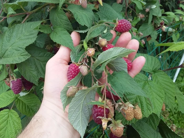 Autumn has come, raspberries are ripe - My, Raspberries, Gardening, Longpost