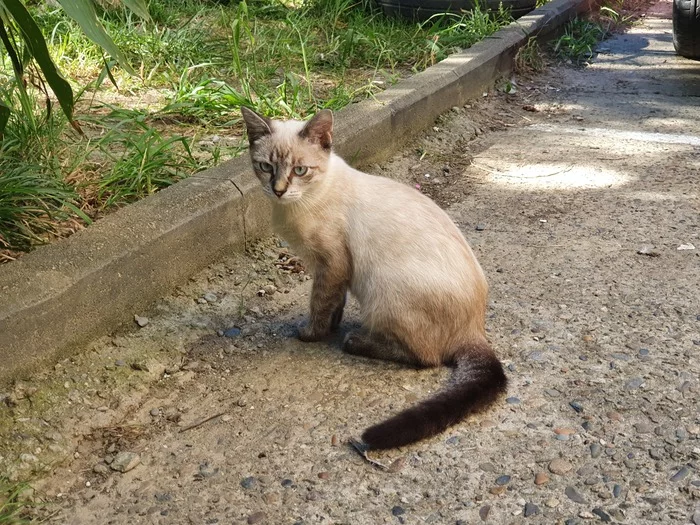Kitten is looking for a home (Sochi) - My, cat, No rating, In good hands, Sochi, Longpost