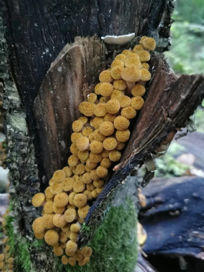 Coat - My, Forest, Mushrooms, Honey mushrooms, Low start, The photo