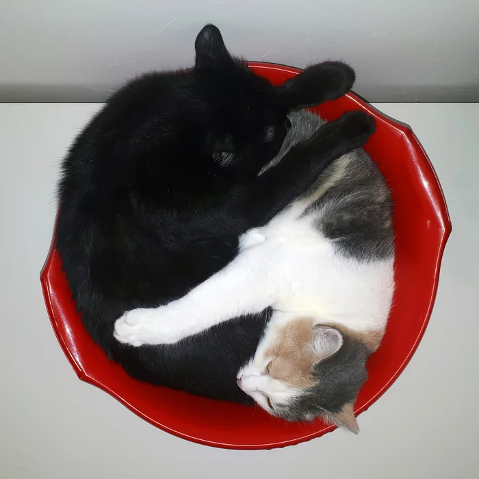 Yin and yang - My, cat, The photo