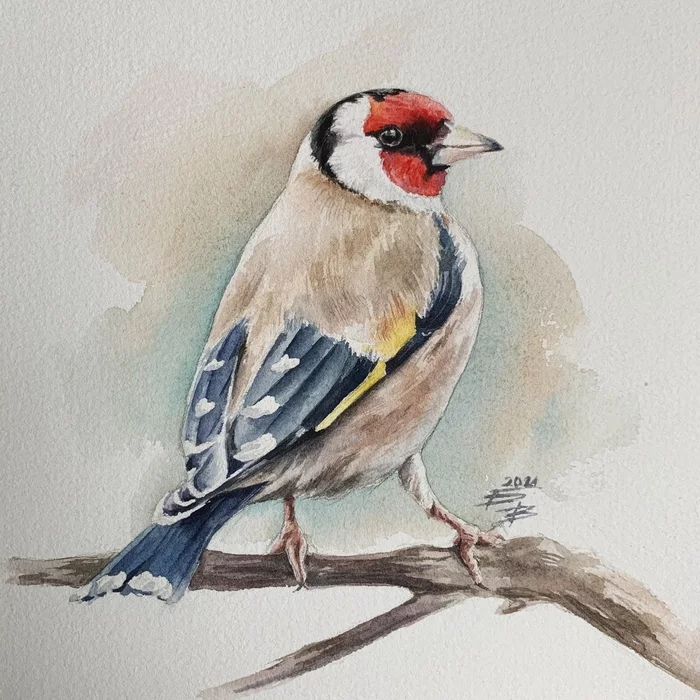 Goldfinch in the company of Chaffinch - My, Watercolor, Painting, Drawing, Artist, Goldfinch
