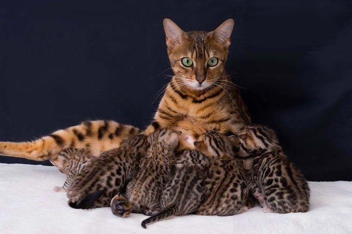 Cat mom. - Kittens, Bengal cat, cat, Milota