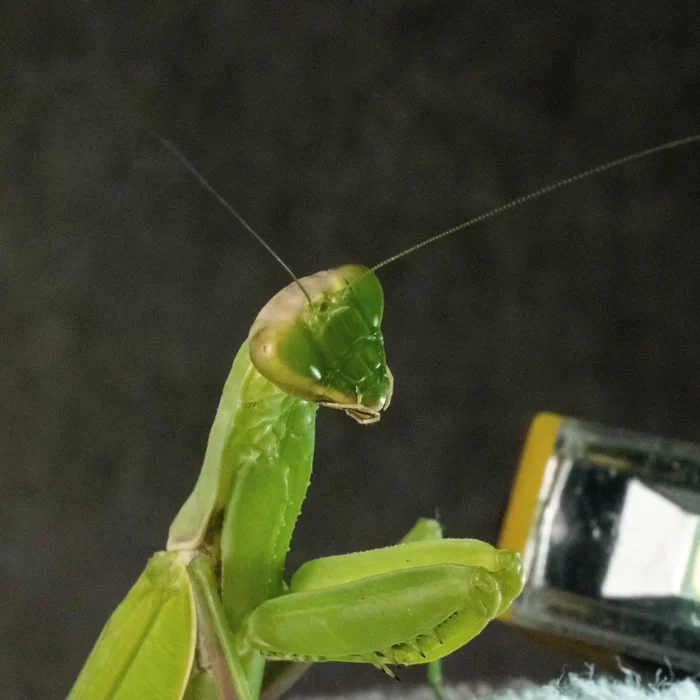 Accidental renaissance from the praying mantis - My, Mantis, Macro photography