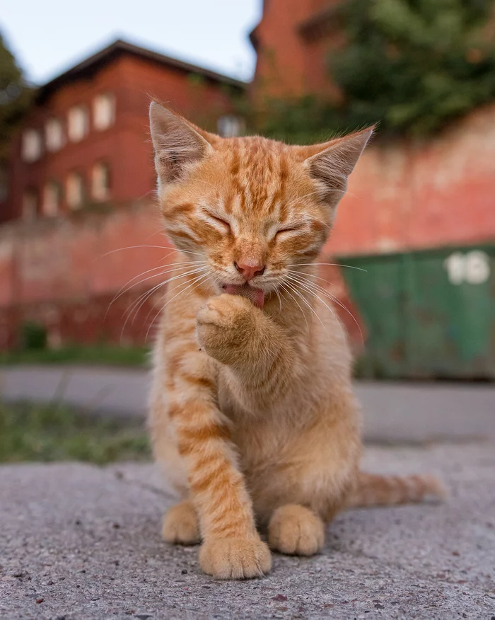 Ryzhik - My, cat, The photo, Milota, Animals, Kittens