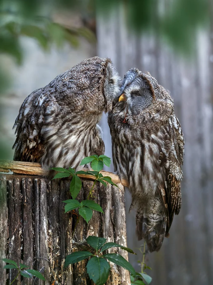 Owl kiss - Tawny owl, Long-tailed owl, Owls, Owl, The national geographic, The photo, Birds, Wild animals, , wildlife, Kiss, beauty of nature, Milota, Animals, Bogdanov Oleg, Predator birds